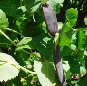 3 Garden Peas With Ornamental and Edible Appeal