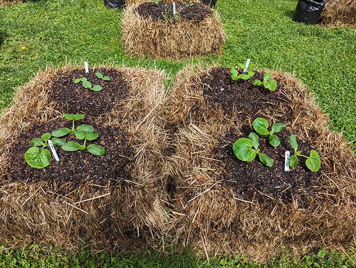 Strawbales can serve as containers for vegetable plants, providing nutrients and conserving water over the growing season. Photo courtesy of Niki Jabbour.
