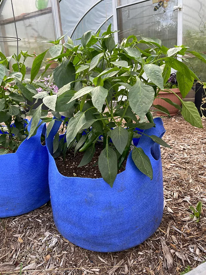 Pepper plants are among the crops that take well to growing in fabric pots, which promote air circulation to the roots, among other advantages. Photo courtesy of Niki Jabbour.