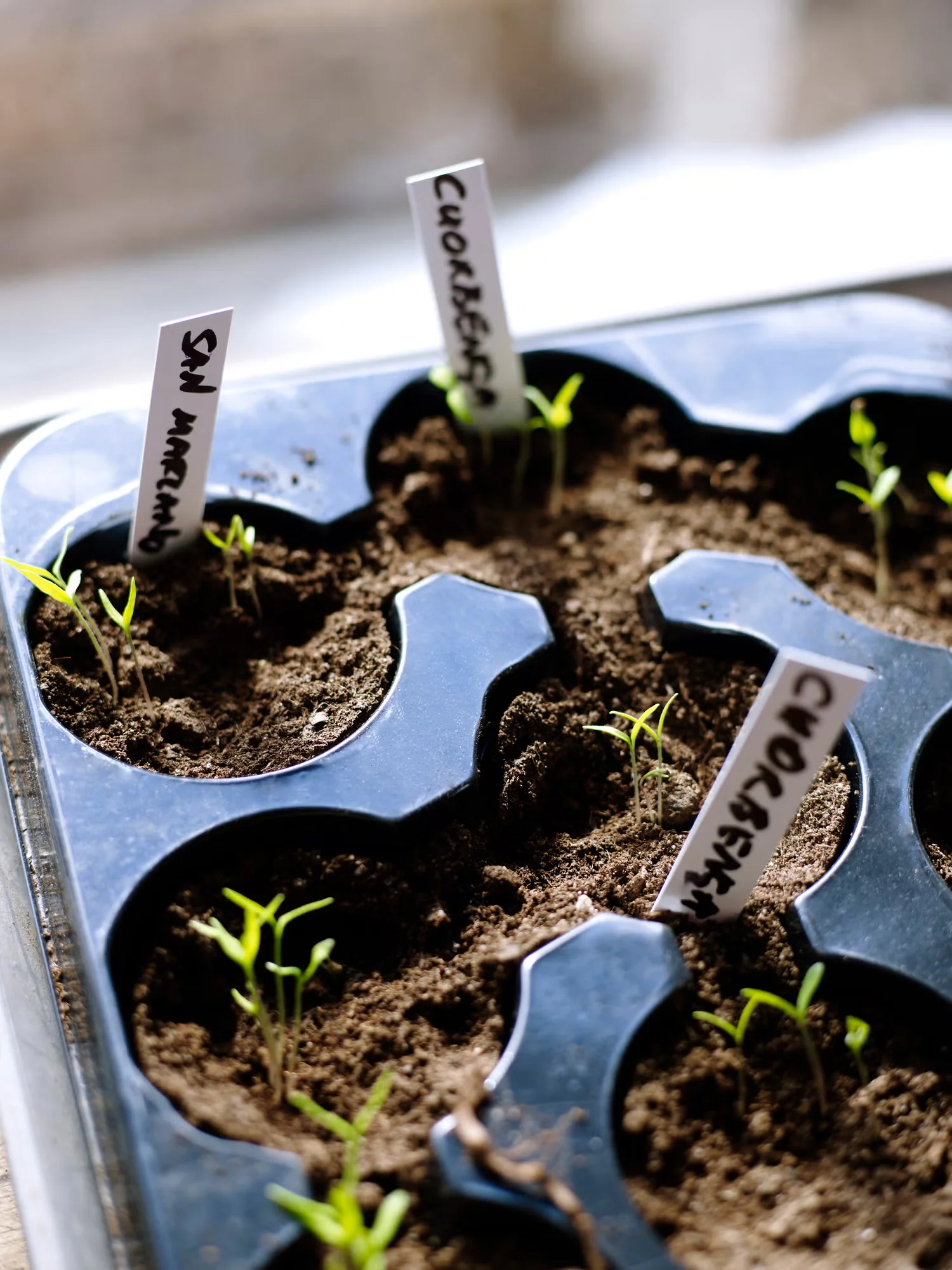 Make sure you check understand when is the right time to start seed for your area. Check the seed packet for clear instructions and know the last frost date for your area.