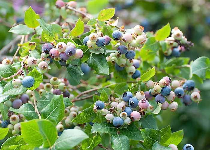 A Blueberry Hedge Does Double Duty