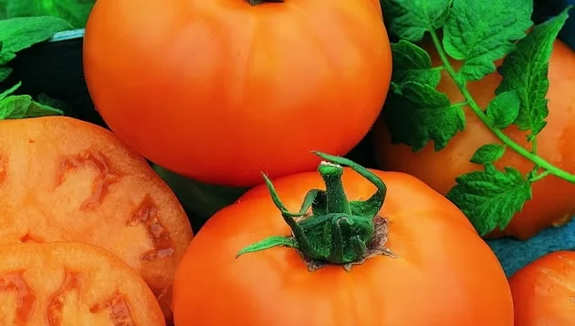 A Tasty Treat: Tomato 'Chef's Choice…