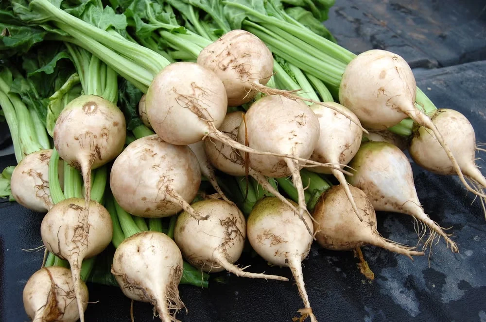 Avalanche Beet Recognized by All-America Selections