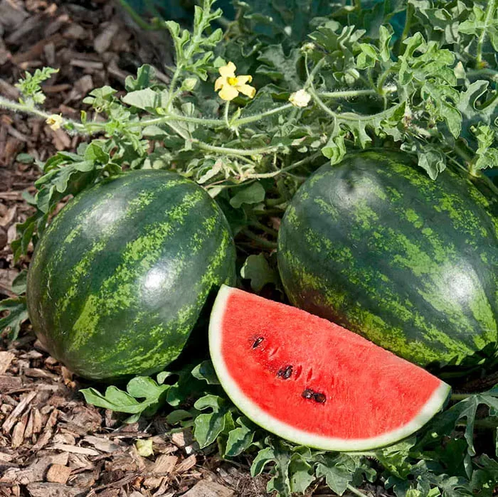 Award-Winning Mini Watermelon for Small Gardens