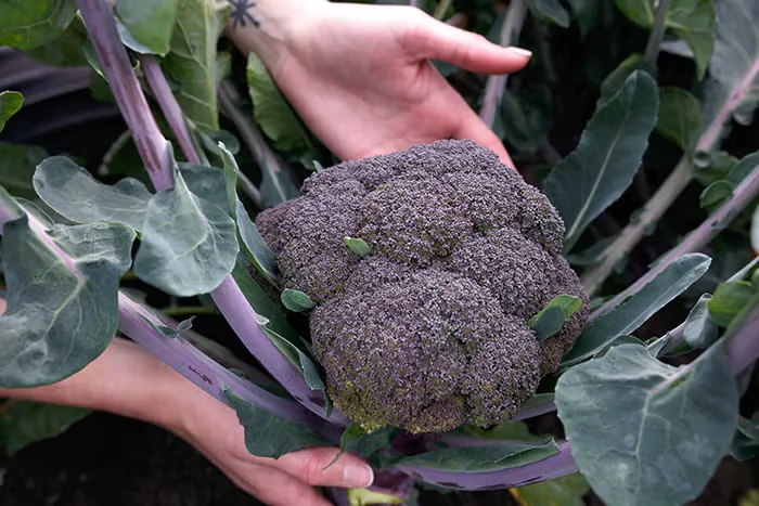 Award-Winning Vegetables to Grow in 2024