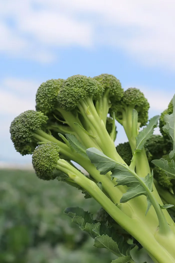 'Skytree' broccoli grows very upright, making it easy to pick and prepare.