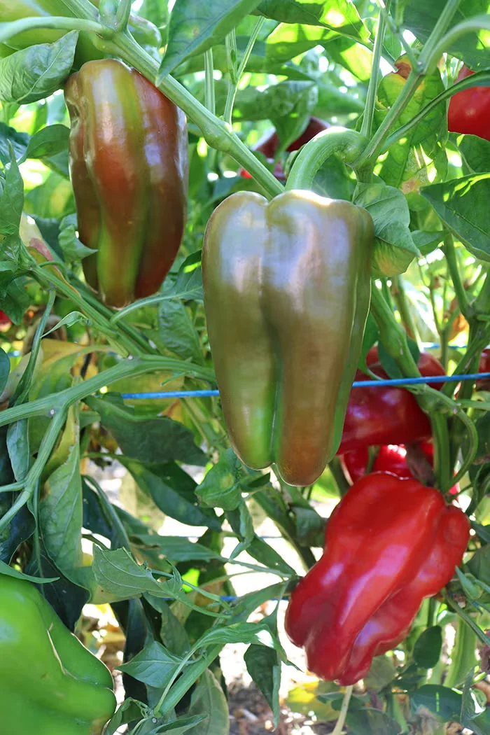 'Red Impact' is a huge sweet pepper with prolific yields.
