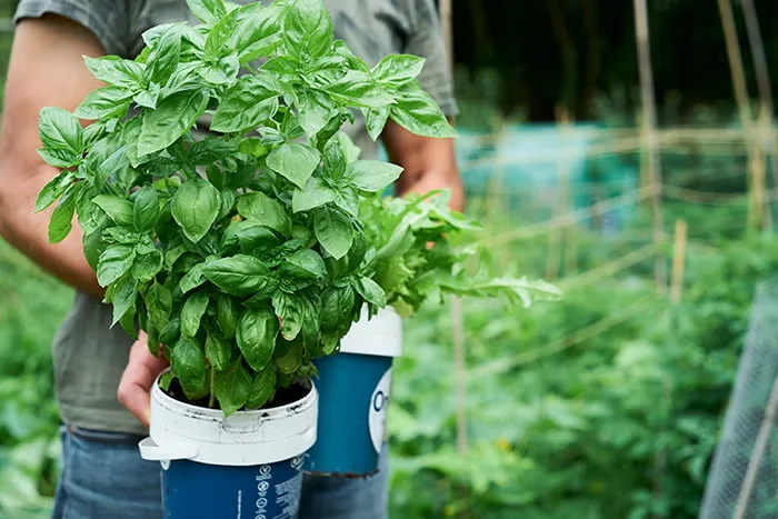 Best Basils to Grow for a Range of Flavors