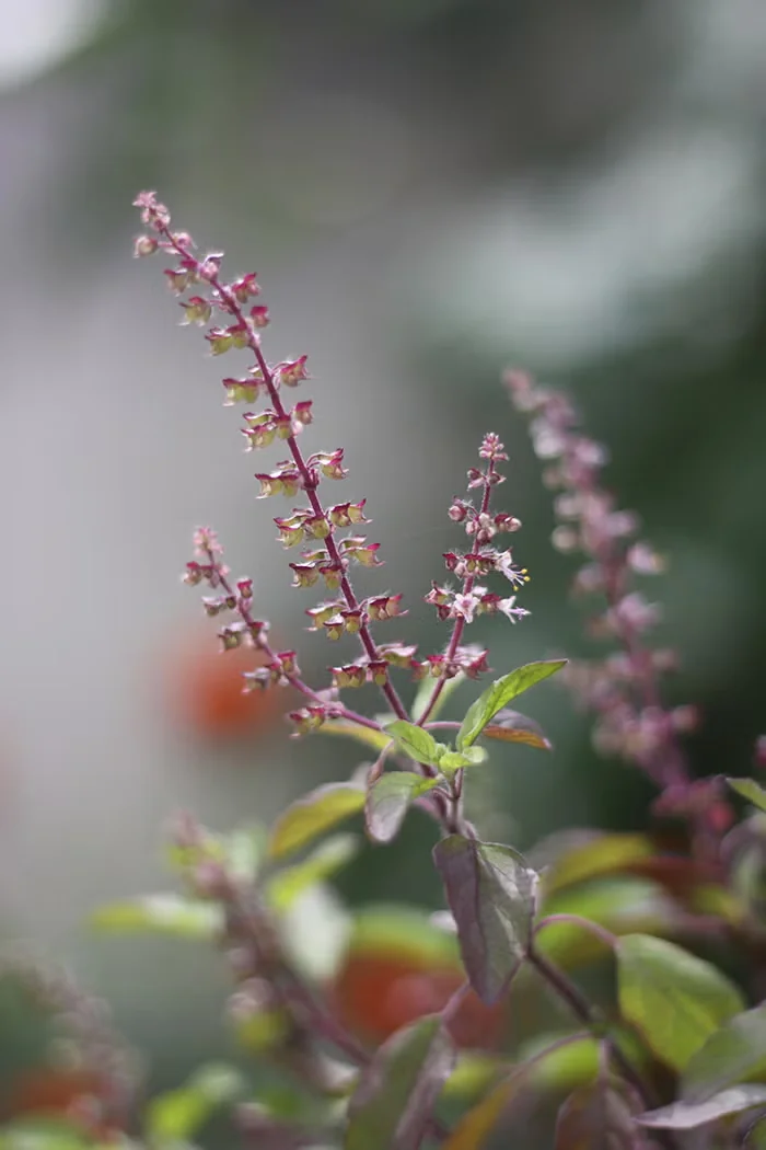 Tulsi is a type of Thai basil, which has a spicy flavor.