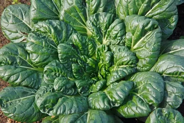 Cold-tolerant Greens for Fall and Winter Vegetable Gardens