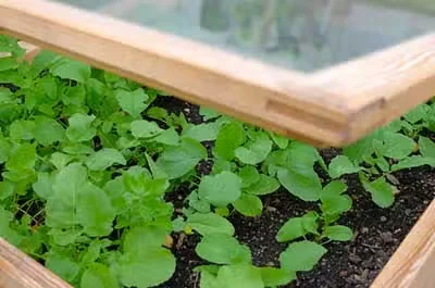 Cold Frames and Hoop Tunnels Need Fall Maintenance