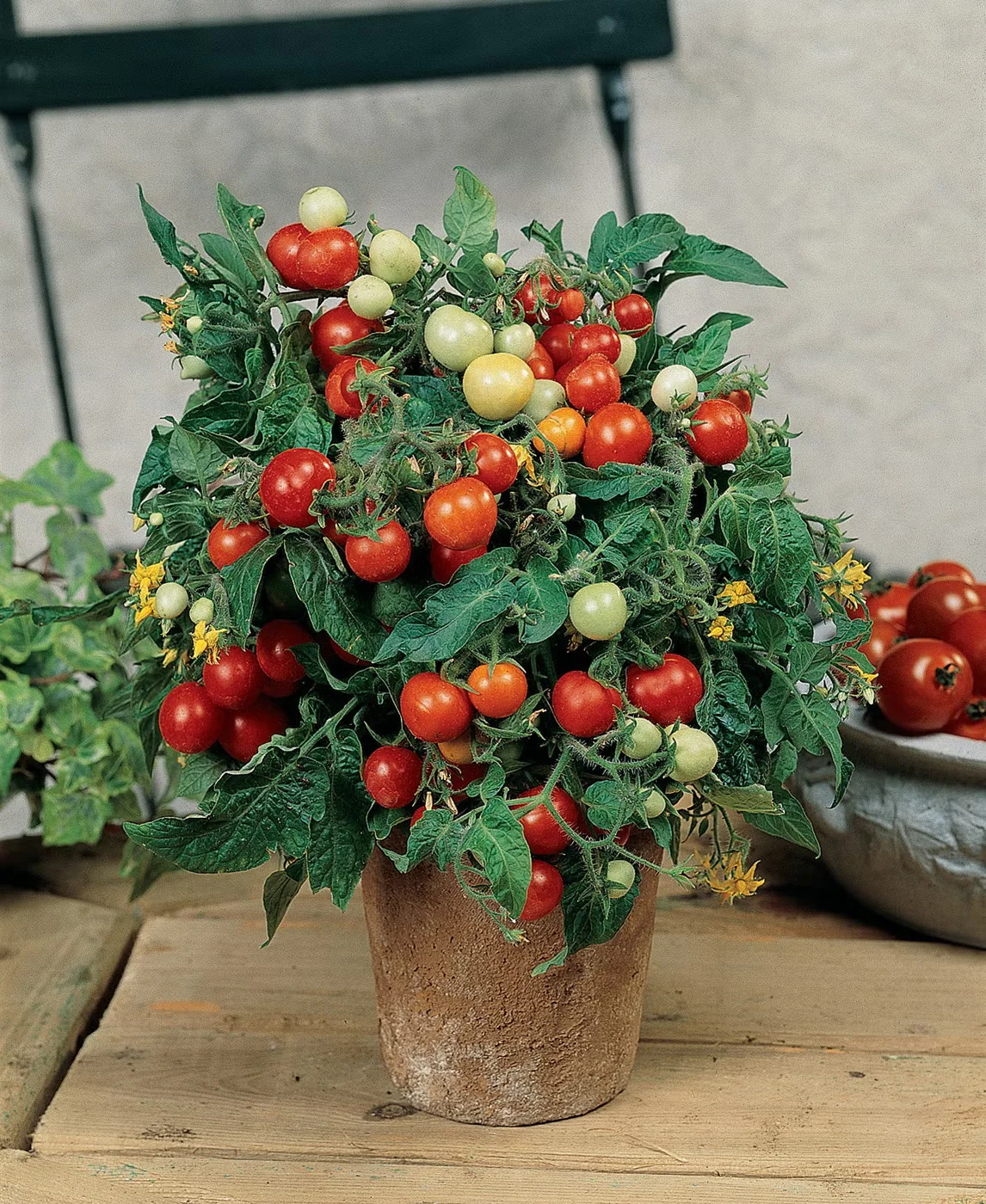 Micro Tom is a cherry tomato plant that grows just eight inches tall.Photo courtesy of Ball Horticulture