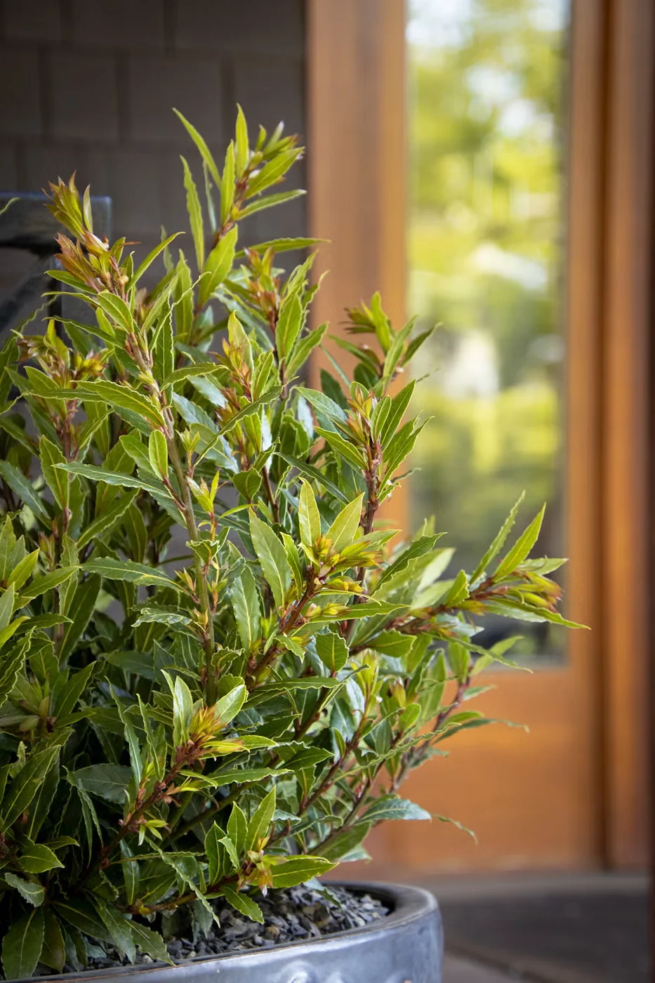 'Little Ragu' sweet bay is happy to grow in a pot by the kitchen door, where it can supply flavorful leaves for soups, stews and sauces.Photo courtesy of Monrovia