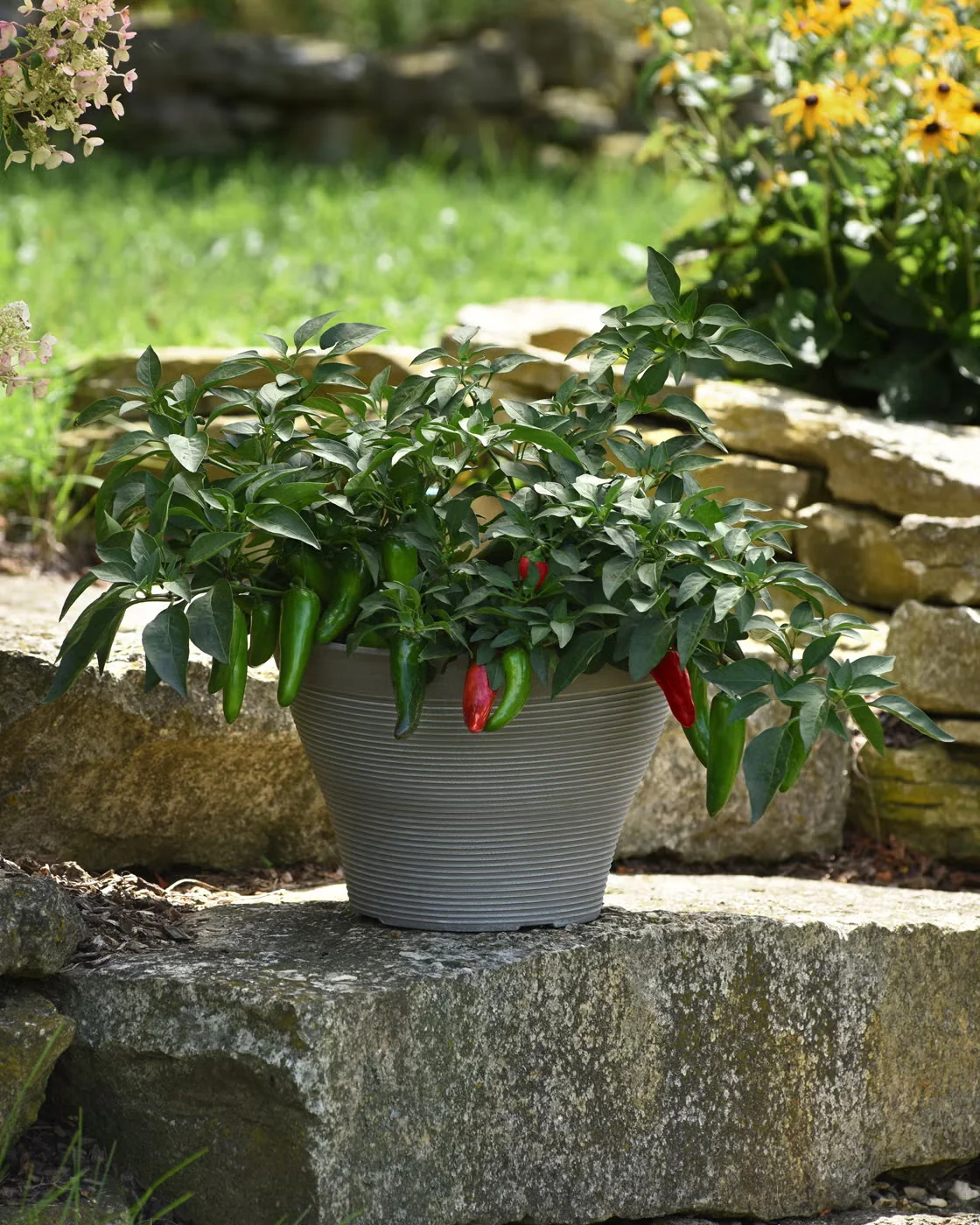 Award-winning Pot-a-peno pepper grows with a mounded habit that looks great in containers. Its spicy peppers, which can be picked green or red, hang from its branches for an easy harvest.Photo courtes