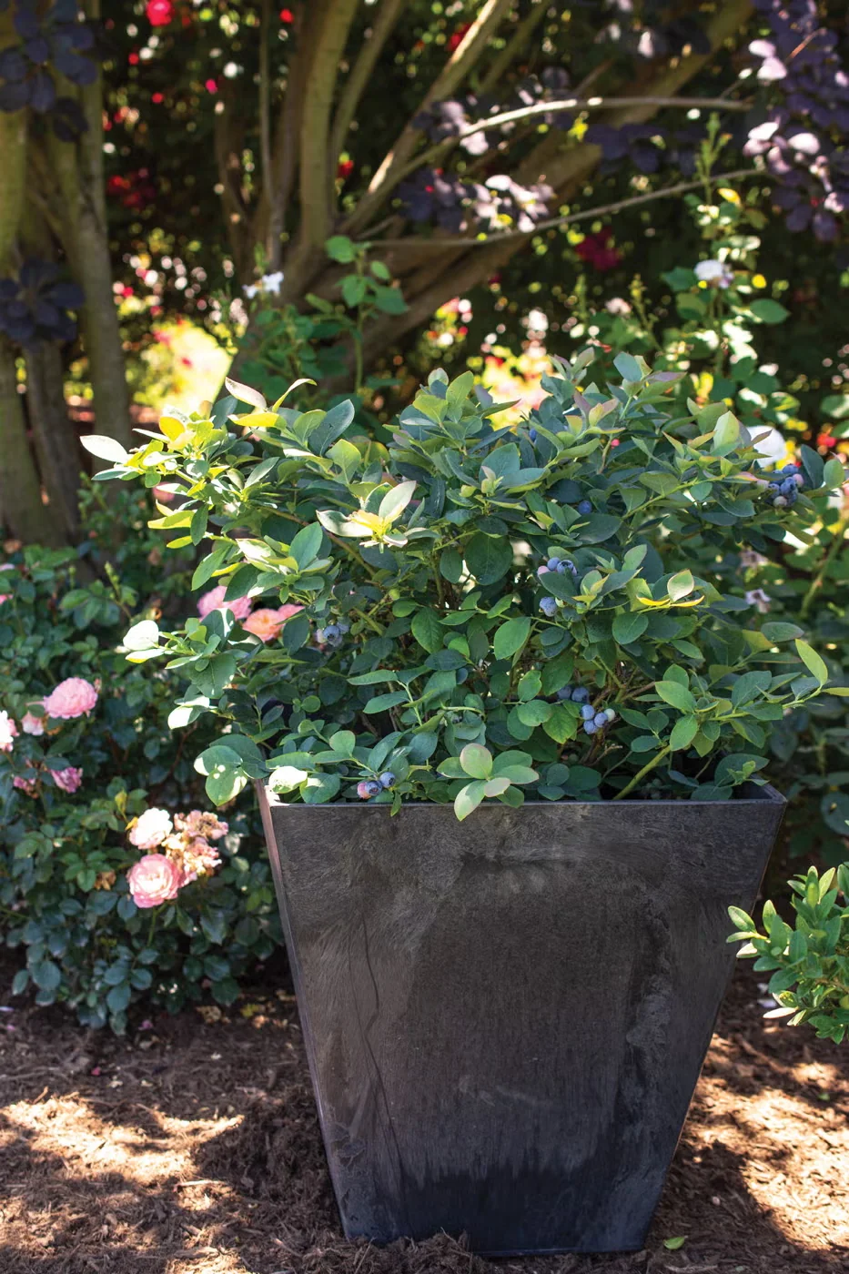 The two- to three-foot 'Silver Dollar' blueberry bush bears large, pineapple-flavored fruits and beautiful silvery blue leaves.Photo courtesy of Star Roses & Plants