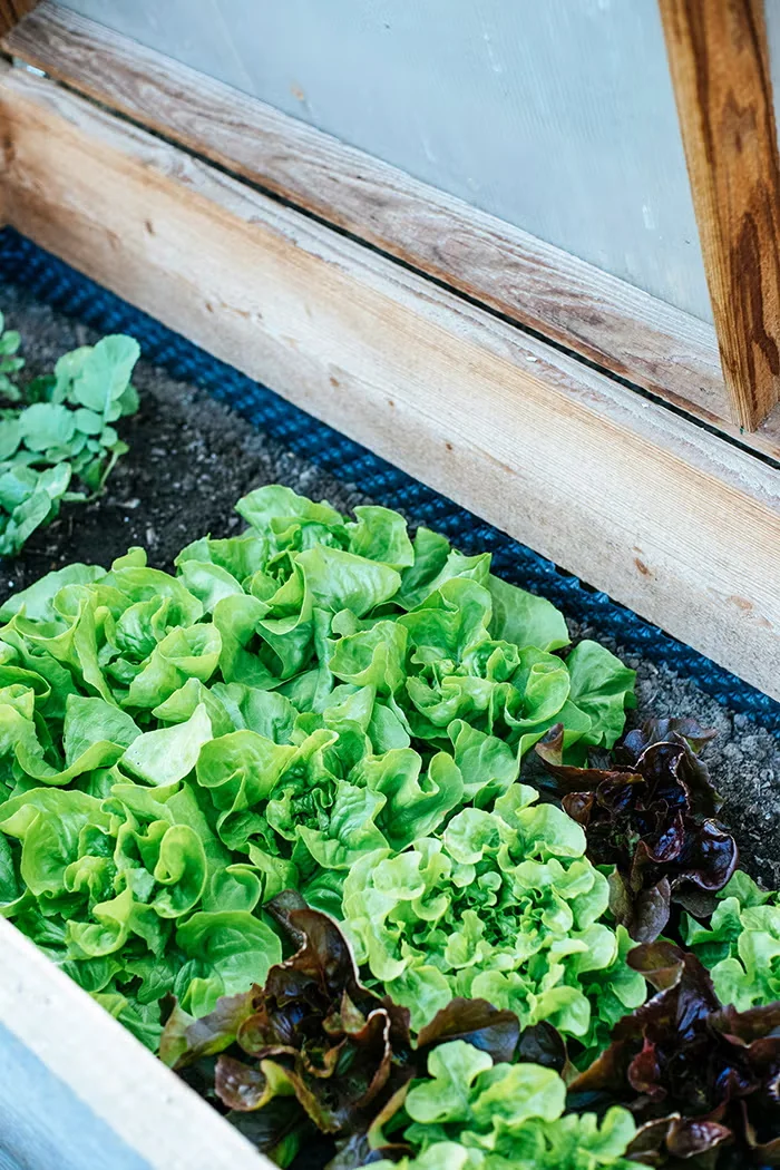Cool-Season Crops and the Tools That Keep Them Growing