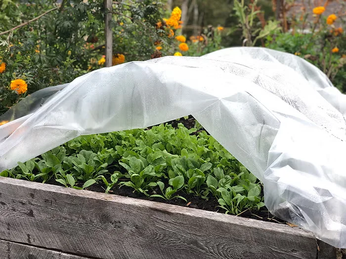 A mini hoop tunnel is simply a piece of plastic supported by low half-hoops, which can be installed in the ground or over a raised bed, like this one in Niki Jabbour's garden. Photo by Niki Jabbour.