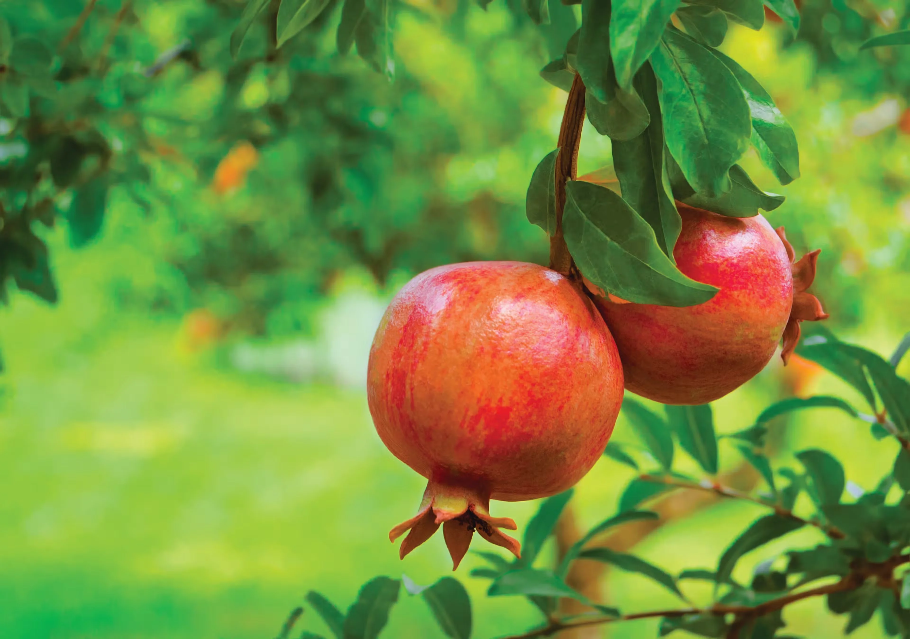 Pomegranate: an ancient fruit worthy of modern gardens