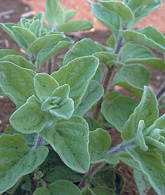 Edible Spotlight: Cleopatra Oregano
