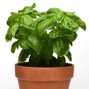 Edible Spotlight: Dolce Fresca Basil