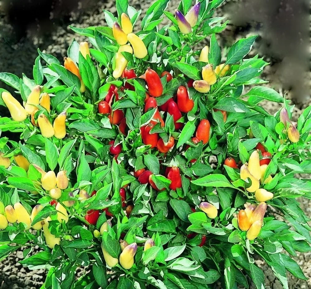 Edible Spotlight: Pretty N Sweet Pepper