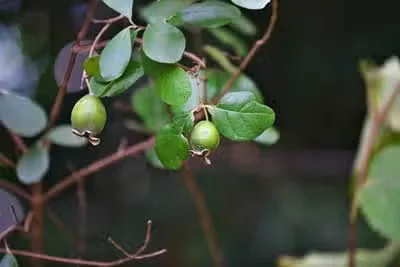 Feijoa, or Pineapple Guava, Growing Tips