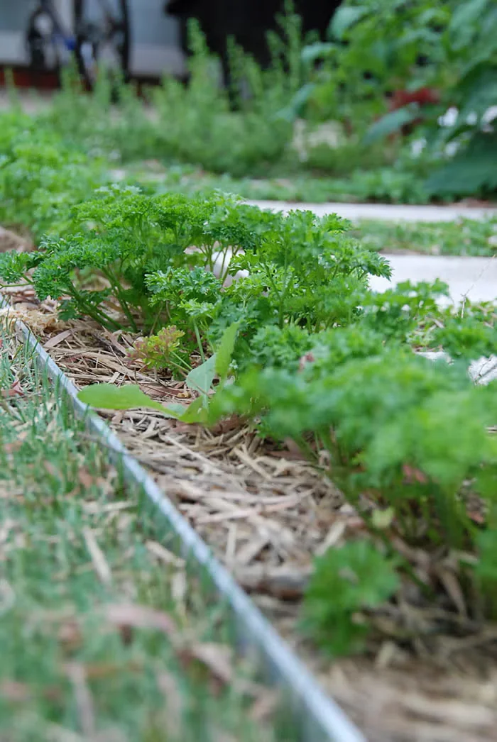 Front-Yard Food Gardening: Advice from Tara Nolan