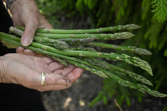 Grow Asparagus 'Millennium' for a Long-Lived Vegetable Crop