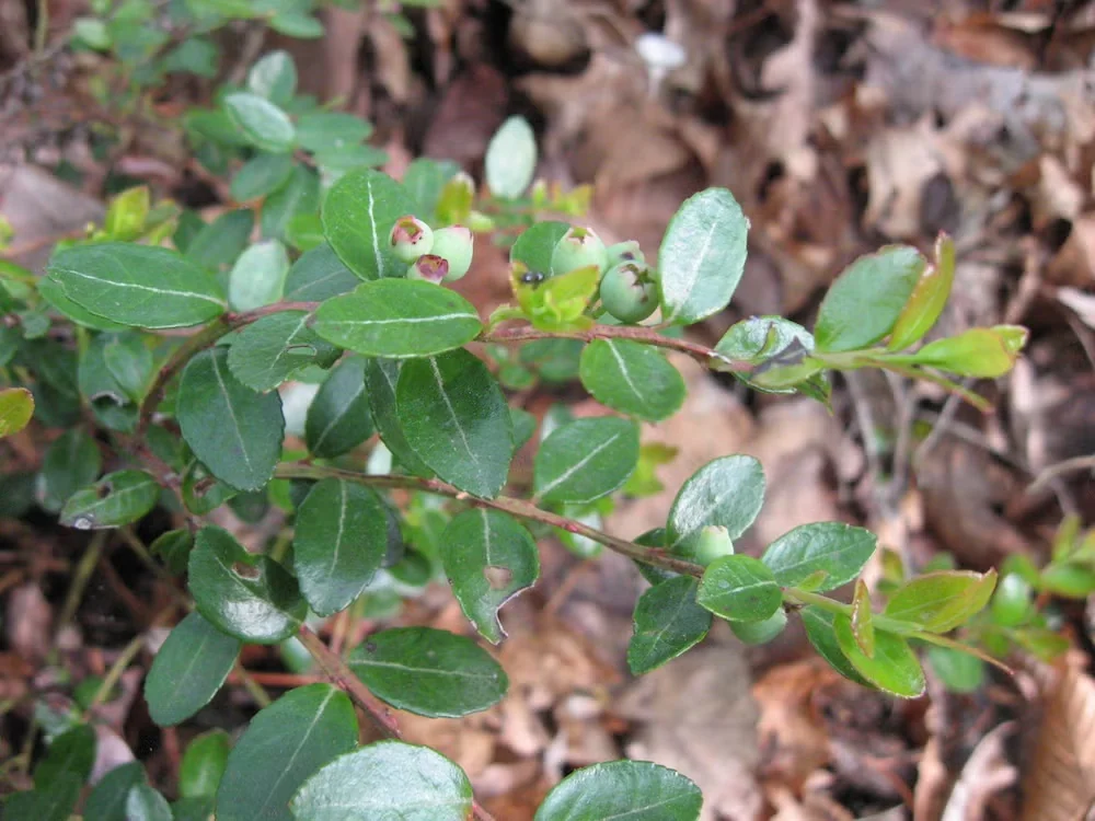 Appalachian-native huckleberries (Gaylussacia brachycera) have an intense, sweet flavor that hints at their relation to the blueberry.