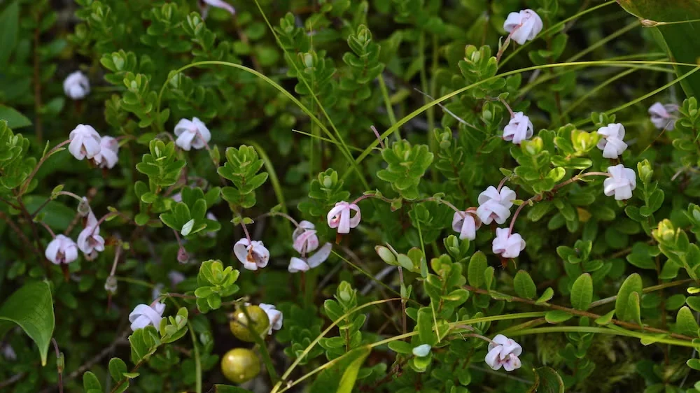 Bog-dwelling cranberry plants (Vaccinium macrocarpon) have soft pink flowers that give rise to their familiar tart fruit.