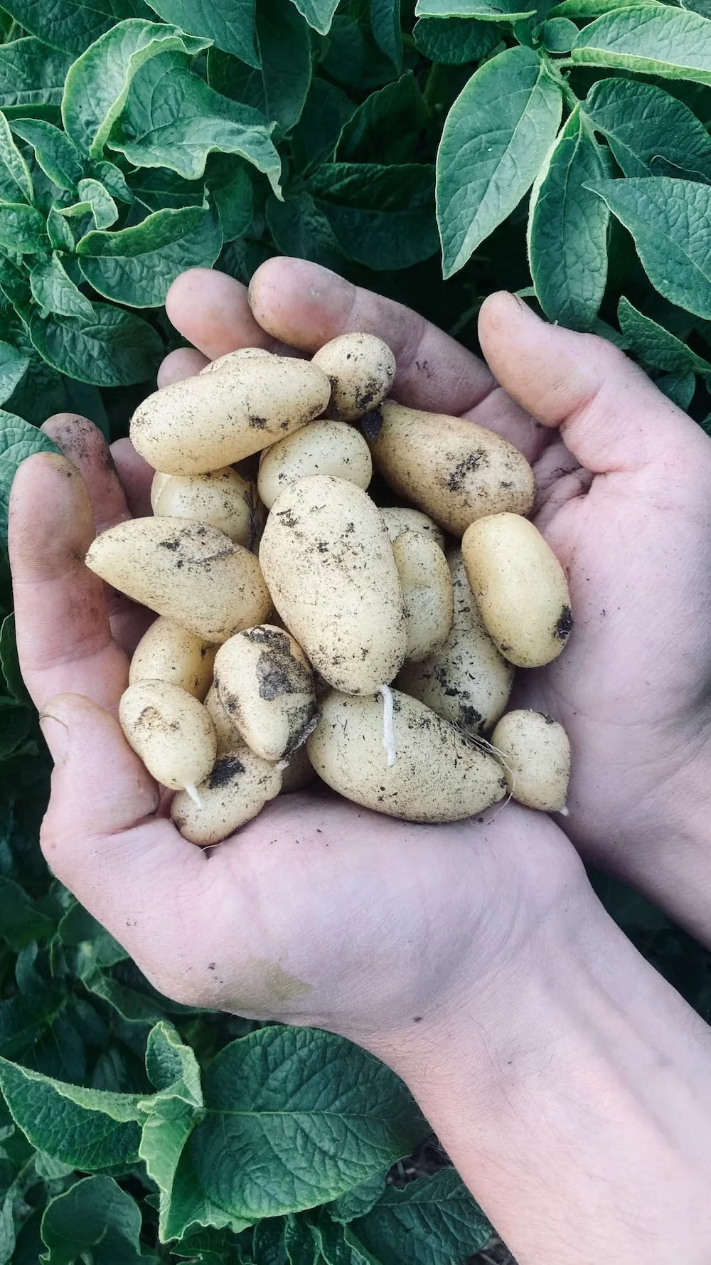 Grow Potatoes in Your Home Garden
