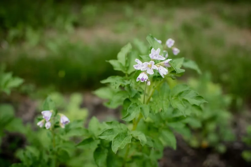 Potato plants flower in late summer, toward the end of their life cycle.