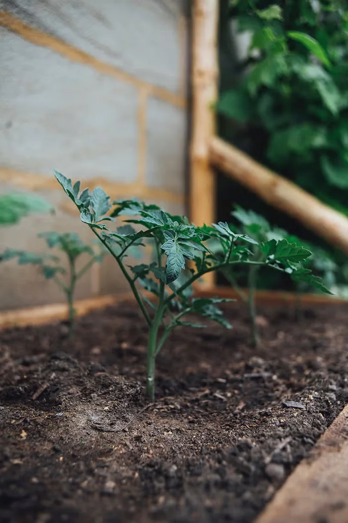 Grow Stronger Tomato Plants with Deep Planting
