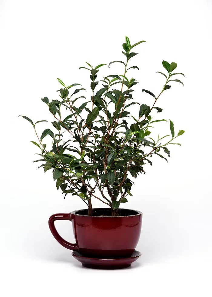 Grow Your Own Tea with the Compact Brew-Tea-Ful Camellia