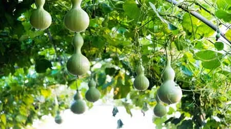 Grow a Birdhouse Gourd in the Garden This Year