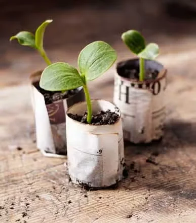 Grow a Giant Pumpkin This Year