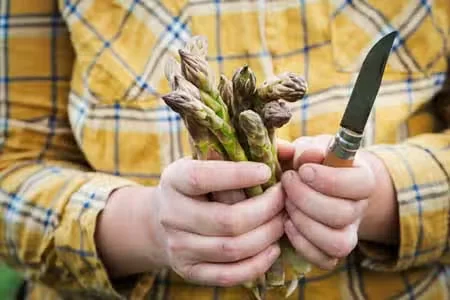 Growing Asparagus in the Perennial Garden
