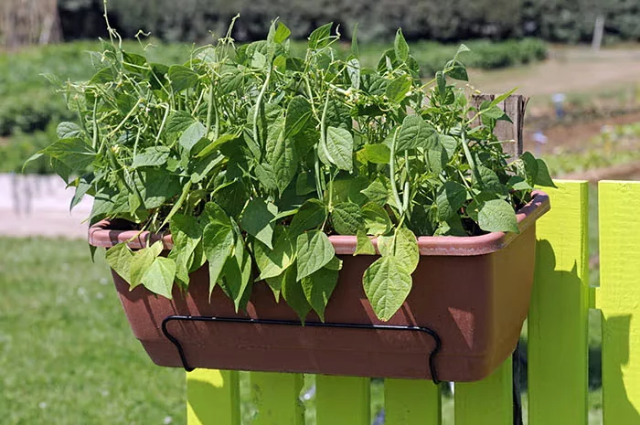 A compact bush bean like this variety, 'Mascotte', lends itself to container culture.