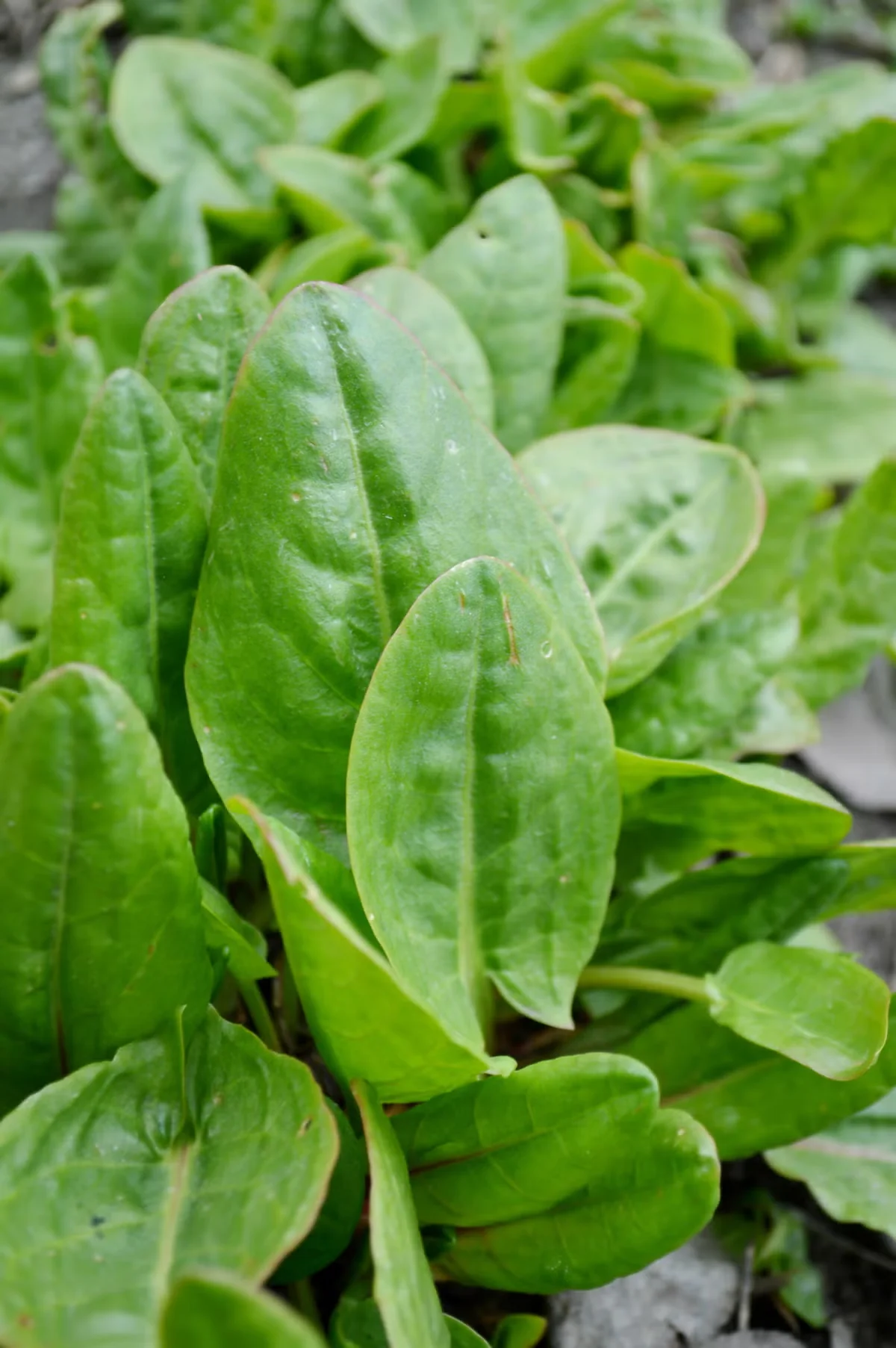 Growing Cool-Season Edible