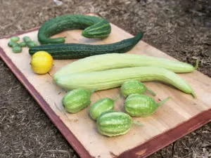 Growing Cucumbers to Maximize Their Harvest