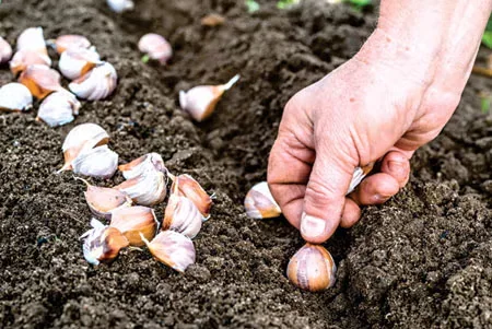 Growing Garlic and Other Edible Alliums