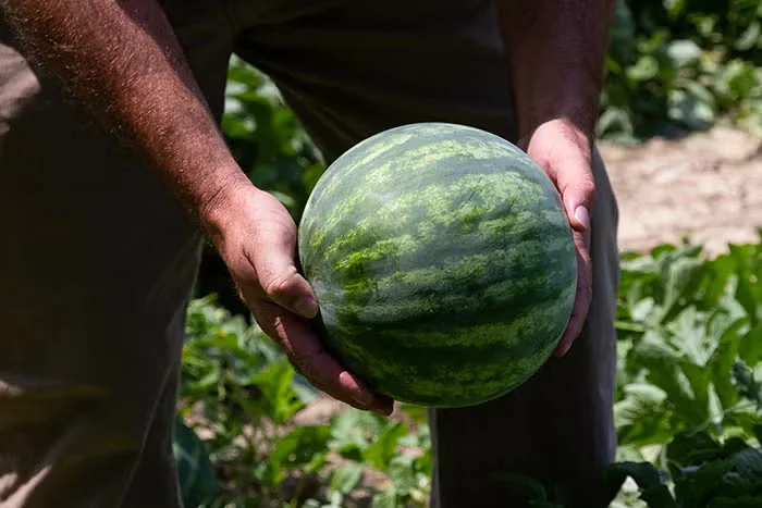 Growing Melons in the Home Garden