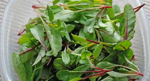 Growing Microgreens in Containers Indoors