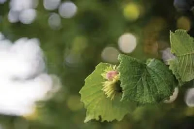 Hazelnuts Can Be Grown at Home