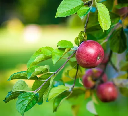 Heirloom Apple Trees to Plant at Home