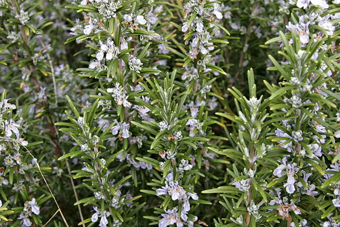 Herb Plants to Grow in Ornamental Gardens