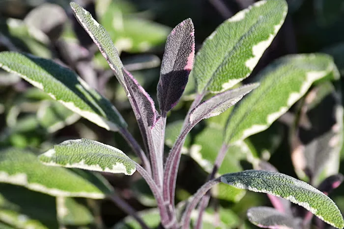'Tricolor' sage