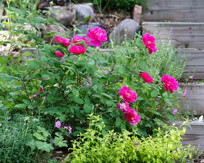 The apothecary rose ranks among the best for culinary use.
