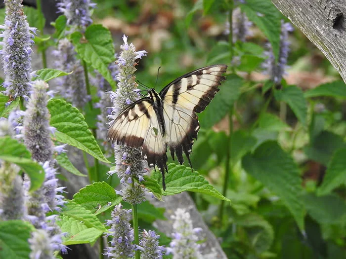 Anise hyssop is a great pollinator plant, and it can be used to make tea.