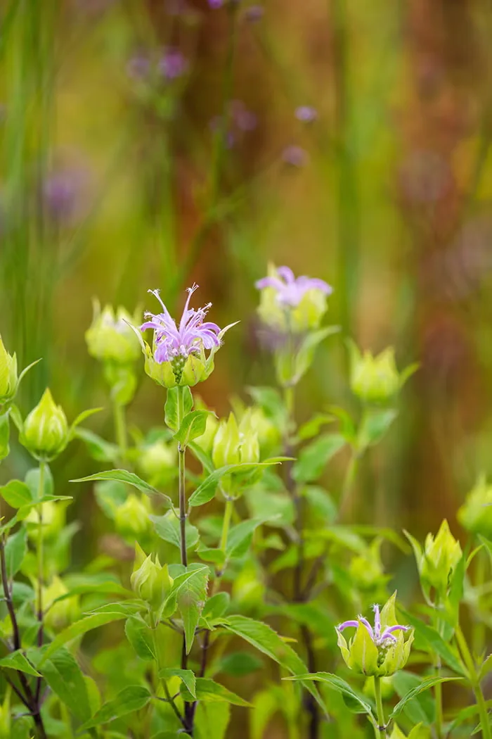 Wild bergamot